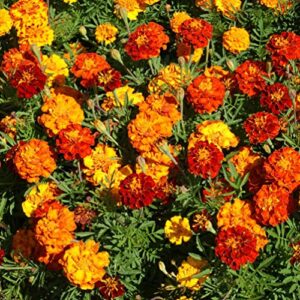 outsidepride tagetes patula french marigold garden flower seed mix – 1/4 lb