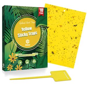 gideal 10-pack dual-sided yellow sticky traps for flying plant insect such as fungus gnats, whiteflies, aphids, leafminers,thrips – (6×8 inches, included 10pcs twist ties)