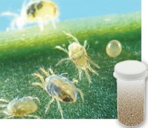 bug sales 5,000 live adult predatory mites – a mix of predatory mite species for spider mite control – ships ships next business day air!