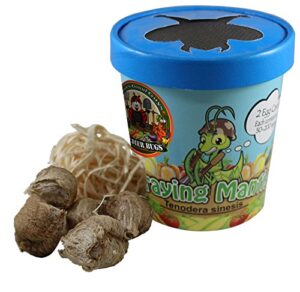 praying mantis (5) egg cases with habitat cup- 5 egg cases & 1,500 live ladybugs