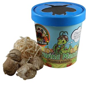 Praying Mantis (5) Egg Cases with Habitat Cup- 5 Egg Cases & 1,500 Live Ladybugs