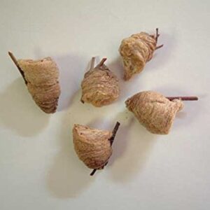 Praying Mantis (5) Egg Cases with Habitat Cup- 5 Egg Cases & 1,500 Live Ladybugs