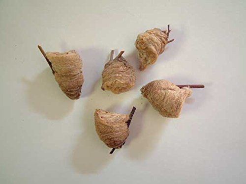 Praying Mantis (5) Egg Cases with Habitat Cup- 5 Egg Cases & 1,500 Live Ladybugs