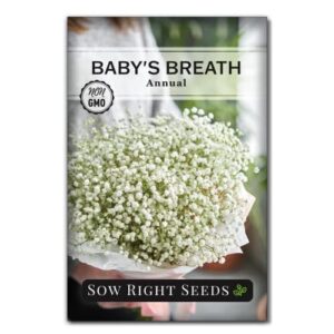 sow right seeds – annual baby’s breath flower seeds for planting – beautiful white flowers to plant in your home garden – non-gmo heirloom seeds – lovely fresh and dried cut flower – great gift