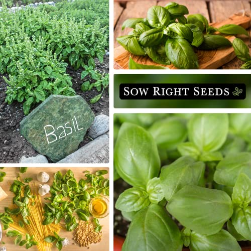 Sow Right Seeds - Genovese Sweet Basil Seed for Planting - Heirloom, Non-GMO with Instructions to Plant and Grow a Kitchen Herb Garden - Great Gardening Gift - Minimum of 500mg per Packet (1)