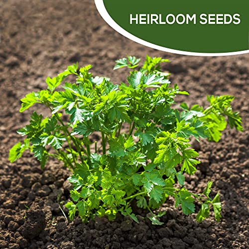 Parsley Seeds for Planting Home Garden Herbs - Non-GMO, Non-Hybrid, Untreated, and USA Grown Variety - Individual Pack of 550+ Heirloom Seeds, Suitable for Outdoors, Indoors, and Hydroponics