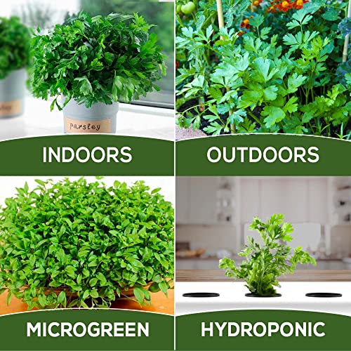 Parsley Seeds for Planting Home Garden Herbs - Non-GMO, Non-Hybrid, Untreated, and USA Grown Variety - Individual Pack of 550+ Heirloom Seeds, Suitable for Outdoors, Indoors, and Hydroponics