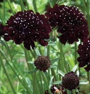 david’s garden seeds flower scabiosa black knight fba-00018 (black) 50 non-gmo, heirloom seeds