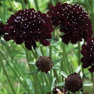 David's Garden Seeds Flower Scabiosa Black Knight FBA-00018 (Black) 50 Non-GMO, Heirloom Seeds