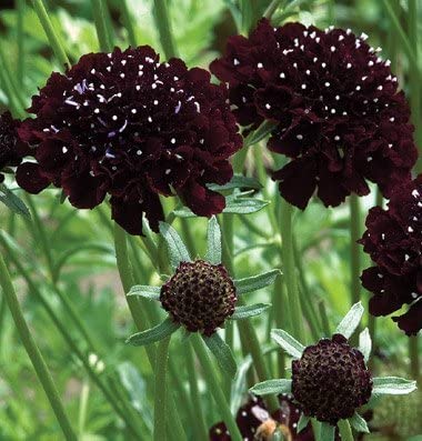 David's Garden Seeds Flower Scabiosa Black Knight FBA-00018 (Black) 50 Non-GMO, Heirloom Seeds