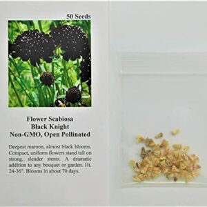 David's Garden Seeds Flower Scabiosa Black Knight FBA-00018 (Black) 50 Non-GMO, Heirloom Seeds