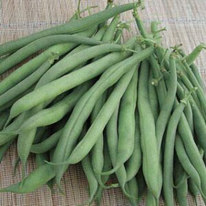 Burpee Stringless Green Bean Seeds for Planting, 50+ Heirloom Seeds Per Packet, (Isla's Garden Seeds), Non GMO Seeds, Botanical Name: Phaseolus vulgaris, 85% Germination Rates, Great Home Garden Gift