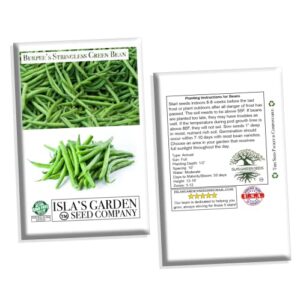 Burpee Stringless Green Bean Seeds for Planting, 50+ Heirloom Seeds Per Packet, (Isla's Garden Seeds), Non GMO Seeds, Botanical Name: Phaseolus vulgaris, 85% Germination Rates, Great Home Garden Gift