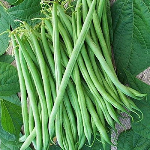 Burpee Stringless Green Bean Seeds for Planting, 50+ Heirloom Seeds Per Packet, (Isla's Garden Seeds), Non GMO Seeds, Botanical Name: Phaseolus vulgaris, 85% Germination Rates, Great Home Garden Gift