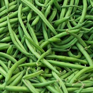 Burpee Stringless Green Bean Seeds for Planting, 50+ Heirloom Seeds Per Packet, (Isla's Garden Seeds), Non GMO Seeds, Botanical Name: Phaseolus vulgaris, 85% Germination Rates, Great Home Garden Gift