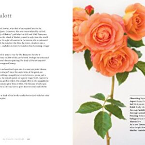 Vintage Roses: Beautiful Varieties for Home and Garden