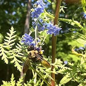 Backyard Safari Company Grow Gardens, Honey Bee Habitat
