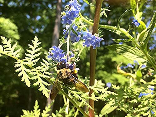 Backyard Safari Company Grow Gardens, Honey Bee Habitat