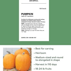 Burpee 51375A Jack O' Lantern Pumpkin Seeds 100 seeds