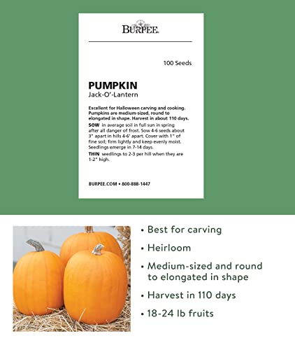 Burpee 51375A Jack O' Lantern Pumpkin Seeds 100 seeds