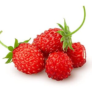 Strawberry Seeds, Woodland Wild Strawberry Fruit/Plant Seeds, 150 Strawberry Seeds Per Packet, Non GMO Seeds, (Fragaria vesca), Isla's Garden Seeds