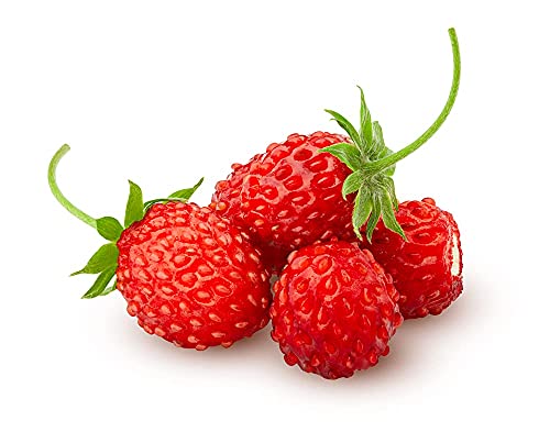 Strawberry Seeds, Woodland Wild Strawberry Fruit/Plant Seeds, 150 Strawberry Seeds Per Packet, Non GMO Seeds, (Fragaria vesca), Isla's Garden Seeds