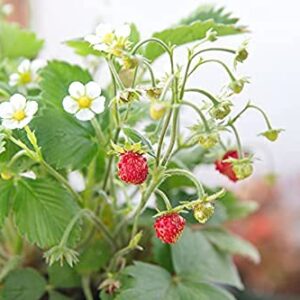 Strawberry Seeds, Woodland Wild Strawberry Fruit/Plant Seeds, 150 Strawberry Seeds Per Packet, Non GMO Seeds, (Fragaria vesca), Isla's Garden Seeds