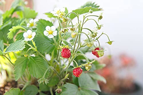 Strawberry Seeds, Woodland Wild Strawberry Fruit/Plant Seeds, 150 Strawberry Seeds Per Packet, Non GMO Seeds, (Fragaria vesca), Isla's Garden Seeds