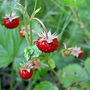 Strawberry Seeds, Woodland Wild Strawberry Fruit/Plant Seeds, 150 Strawberry Seeds Per Packet, Non GMO Seeds, (Fragaria vesca), Isla's Garden Seeds