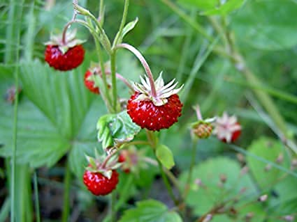 Strawberry Seeds, Woodland Wild Strawberry Fruit/Plant Seeds, 150 Strawberry Seeds Per Packet, Non GMO Seeds, (Fragaria vesca), Isla's Garden Seeds