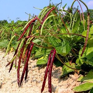 David's Garden Seeds Southern Pea (Cowpea) Pinkeye Purplehull FBA-0004 (Purple) 100 Non-GMO, Heirloom Seeds