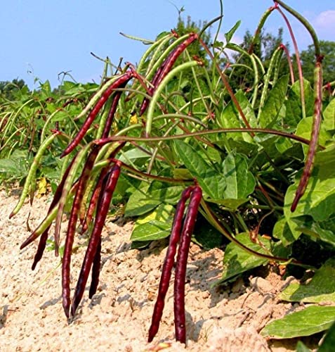 David's Garden Seeds Southern Pea (Cowpea) Pinkeye Purplehull FBA-0004 (Purple) 100 Non-GMO, Heirloom Seeds