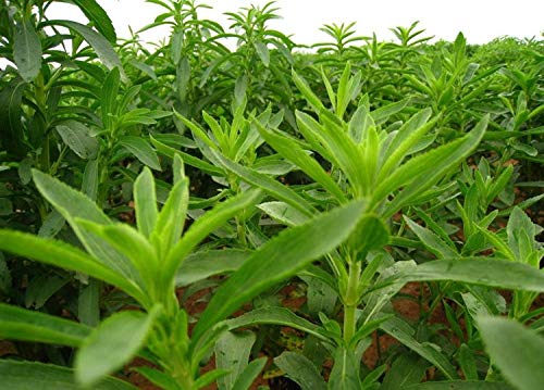 100+ Stevia Rebaudiana Sweetleaf Seeds Rare Edible Heirloom Sugar Garden Plant