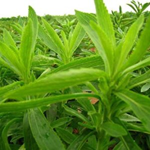 100+ Stevia Rebaudiana Sweetleaf Seeds Rare Edible Heirloom Sugar Garden Plant
