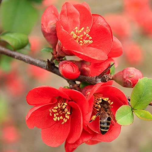 CHUXAY GARDEN Chaenomeles Speciosa-Flowering Quince,Chinese Quince,Zhou Pi Mugua 10 Seeds Striking Landscaping Plant