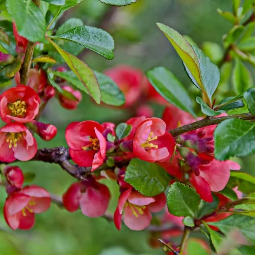 CHUXAY GARDEN Chaenomeles Speciosa-Flowering Quince,Chinese Quince,Zhou Pi Mugua 10 Seeds Striking Landscaping Plant