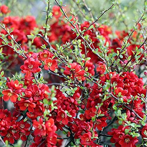 CHUXAY GARDEN Chaenomeles Speciosa-Flowering Quince,Chinese Quince,Zhou Pi Mugua 10 Seeds Striking Landscaping Plant