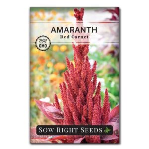Sow Right Seeds - Red Garnet Amaranth Seeds for Planting - Non-GMO Heirloom Packet with Instructions to Plant & Grow an Outdoor Home Vegetable Garden - Colorful, Pretty & Unique - Makes a Great Gift