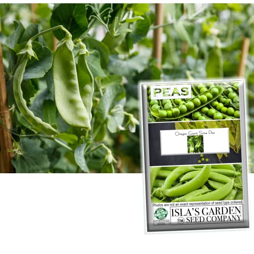 Oregon Giant Snow Pea Seeds for Planting, 25+ Heirloom Seeds Per Packet, (Isla's Garden Seeds), Non GMO Seeds, Botanical Name: Pisum sativum, Great Home Garden Gift