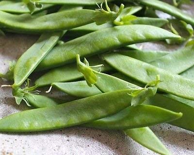 Oregon Giant Snow Pea Seeds for Planting, 25+ Heirloom Seeds Per Packet, (Isla's Garden Seeds), Non GMO Seeds, Botanical Name: Pisum sativum, Great Home Garden Gift