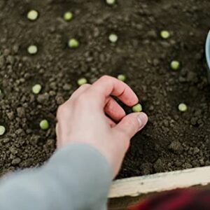 Oregon Giant Snow Pea Seeds for Planting, 25+ Heirloom Seeds Per Packet, (Isla's Garden Seeds), Non GMO Seeds, Botanical Name: Pisum sativum, Great Home Garden Gift
