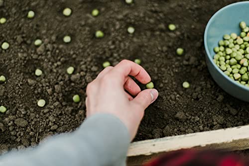 Oregon Giant Snow Pea Seeds for Planting, 25+ Heirloom Seeds Per Packet, (Isla's Garden Seeds), Non GMO Seeds, Botanical Name: Pisum sativum, Great Home Garden Gift