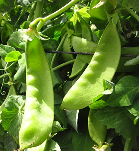 Oregon Giant Snow Pea Seeds for Planting, 25+ Heirloom Seeds Per Packet, (Isla's Garden Seeds), Non GMO Seeds, Botanical Name: Pisum sativum, Great Home Garden Gift