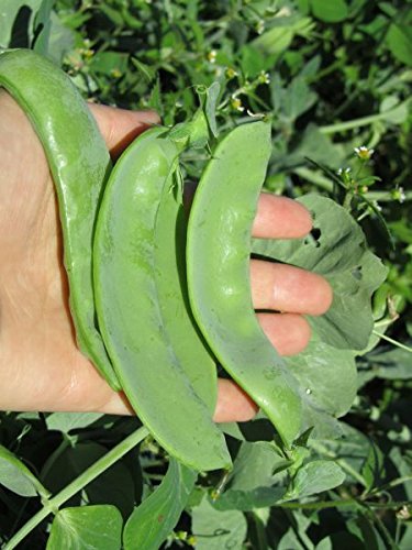 Oregon Giant Snow Pea Seeds for Planting, 25+ Heirloom Seeds Per Packet, (Isla's Garden Seeds), Non GMO Seeds, Botanical Name: Pisum sativum, Great Home Garden Gift