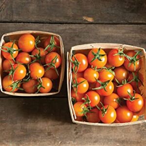 David's Garden Seeds Tomato Cherry Indeterminate Sun Gold FBA-00010 (Orange) 25 Non-GMO, Hybrid Seeds