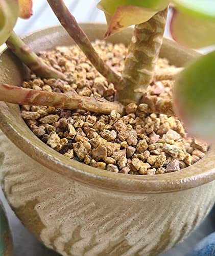 Succulent Cactus Gold Maifanitum Stone 6lb Small Decorative Gravel DIY Rock Indoor Houseplants Pebbles Soil Additive Potting Gritty for Bonsai, Fairy Gardening, Vases Fillers, Terrarium, Top Dressing