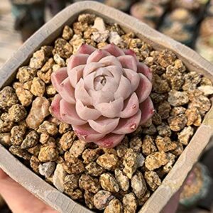 Succulent Cactus Gold Maifanitum Stone 6lb Small Decorative Gravel DIY Rock Indoor Houseplants Pebbles Soil Additive Potting Gritty for Bonsai, Fairy Gardening, Vases Fillers, Terrarium, Top Dressing