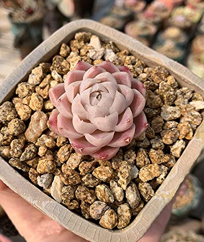 Succulent Cactus Gold Maifanitum Stone 6lb Small Decorative Gravel DIY Rock Indoor Houseplants Pebbles Soil Additive Potting Gritty for Bonsai, Fairy Gardening, Vases Fillers, Terrarium, Top Dressing