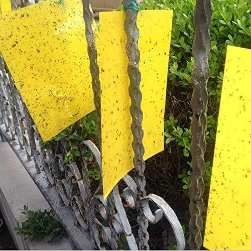 20 Count Dual Yellow Sticky Traps 8 X 6 Inch Set for Flying Plant Insect Like Fungus Gnats, Aphids, Whiteflies, Leafminers -Included 20pcs Twist Ties