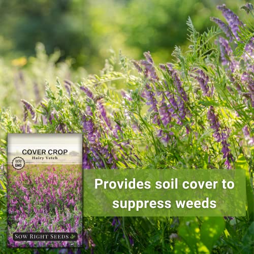 Sow Right Seeds - Hairy Vetch Seed for Planting - Cover Crops to Plant in Your Home Vegetable Garden - Enriches Soil - Suppresses Weeds - Winter Hardy - Non-GMO Heirloom Seeds - A Great Gardening Gift